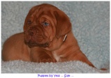 pups2007 031